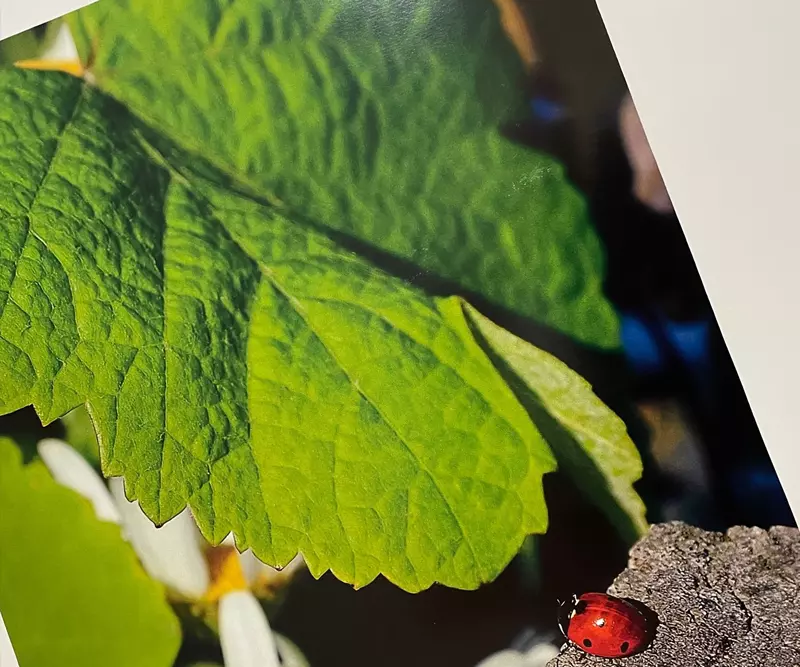 Photo imprimée en gros plan d'une feuille verte et d'une coccinelle